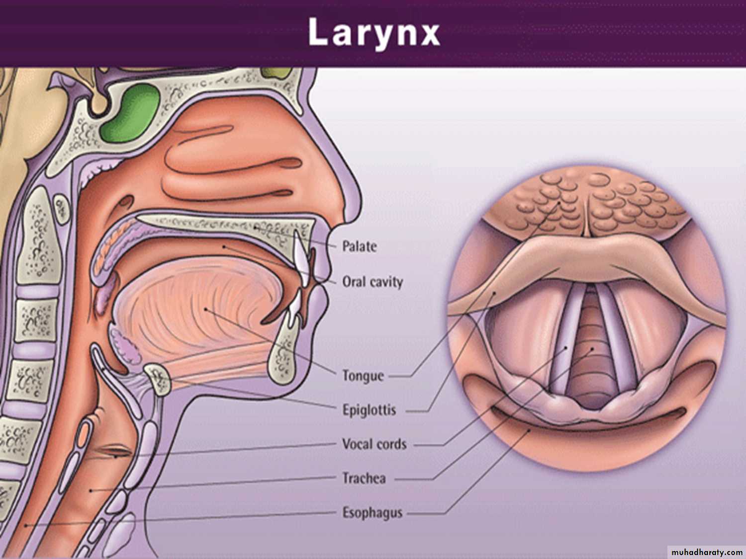 larynx 1 pptx - باسل - Muhadharaty
