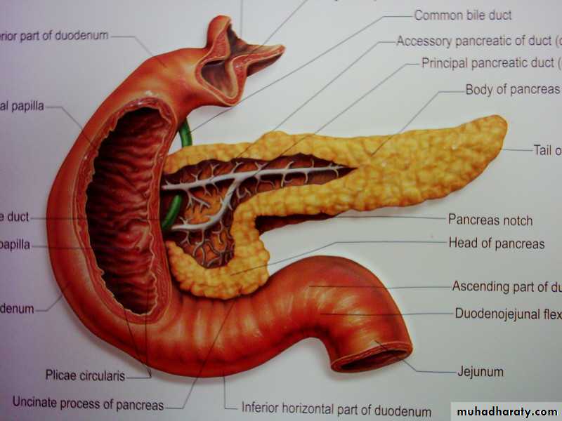 Поджелудочная железа анатомия. Вырезка поджелудочной железы. Панкреатический отросток.