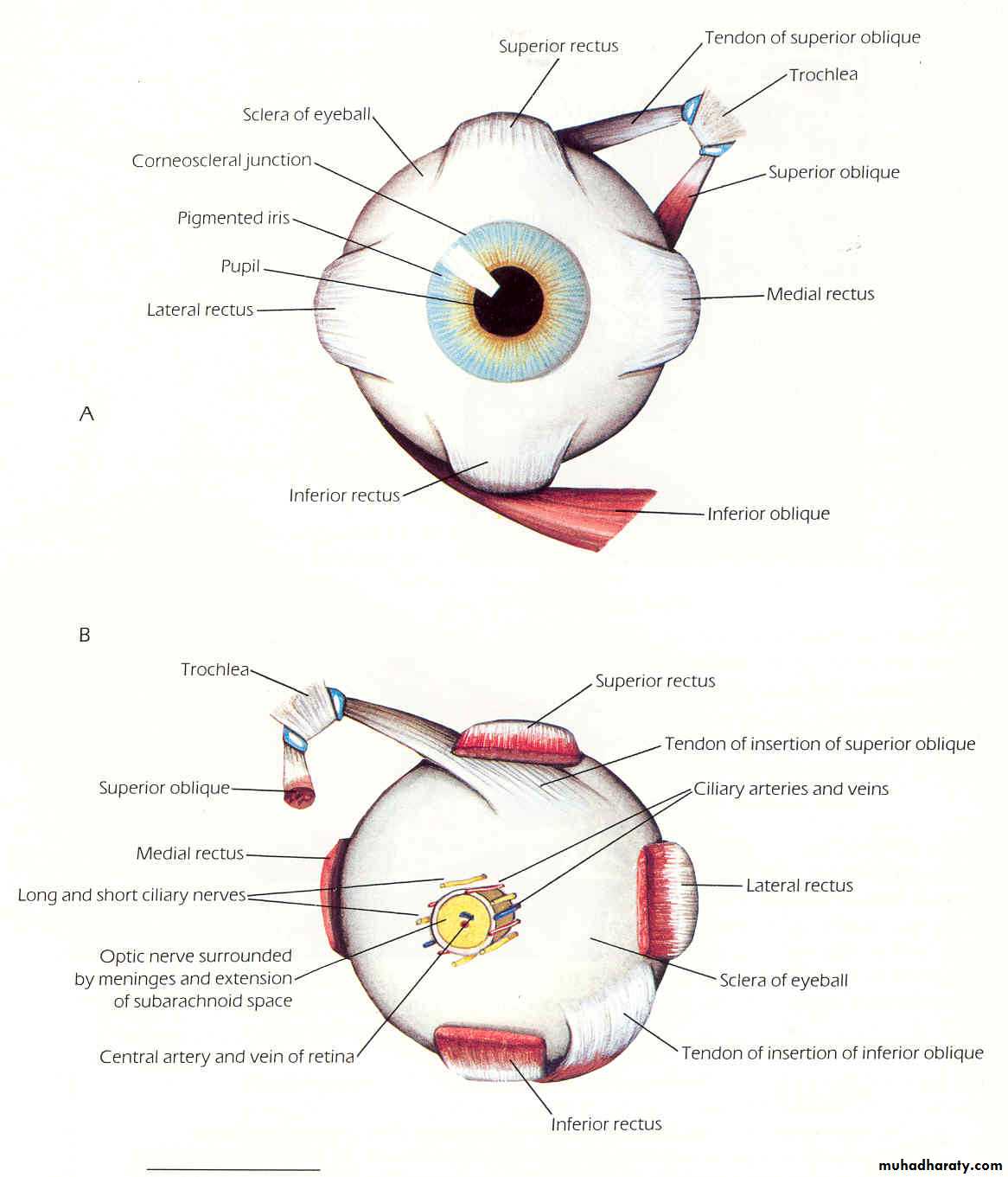 Functional and Surgical Anatomy of the Orbit | Ento Key