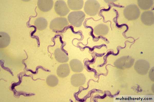 Hemoflagella Trypanosomiasis Pptx - Dr Sarab - Muhadharaty