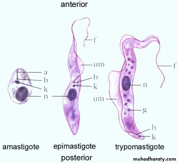 Hemoflagella Trypanosomiasis Pptx - Dr Sarab - Muhadharaty