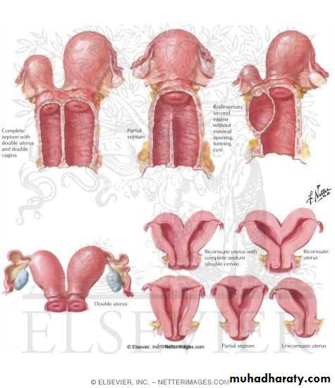 Ppt Embryology Of The Female Genital Tract Powerpoint