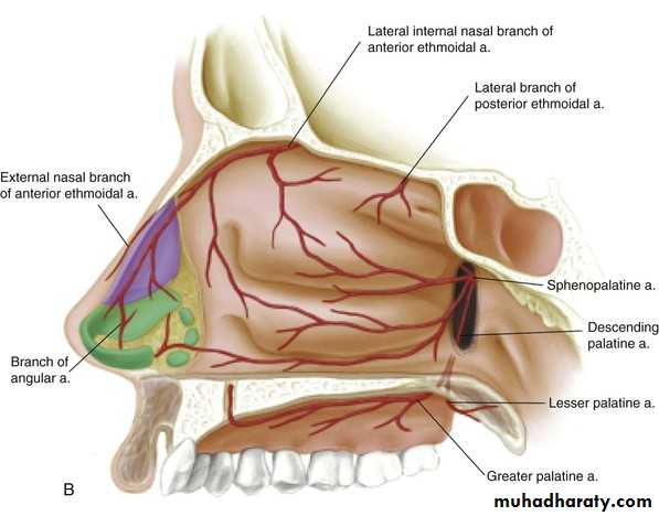 Anatomy And Physiology Of The Nose And Paranasal Sinuses Pptx د علي عبد Muhadharaty Anatomy And Physiology Of The Nose And Paranasal Sinuses Pptx د علي عبد Muhadharaty