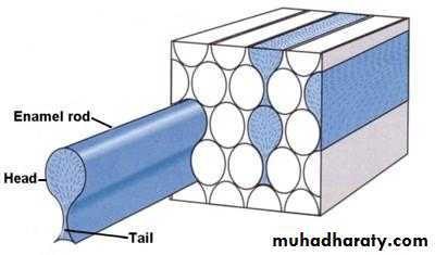 The individual crystals are arranged in rods (or prisms) extending from the...