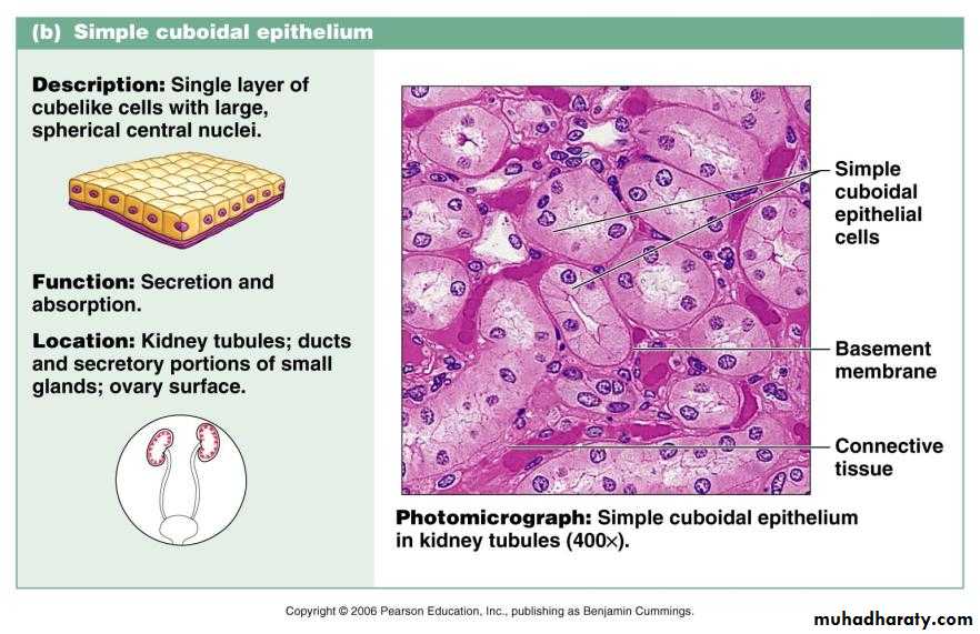 Epithelium Definition Characteristics Cell Structures - vrogue.co