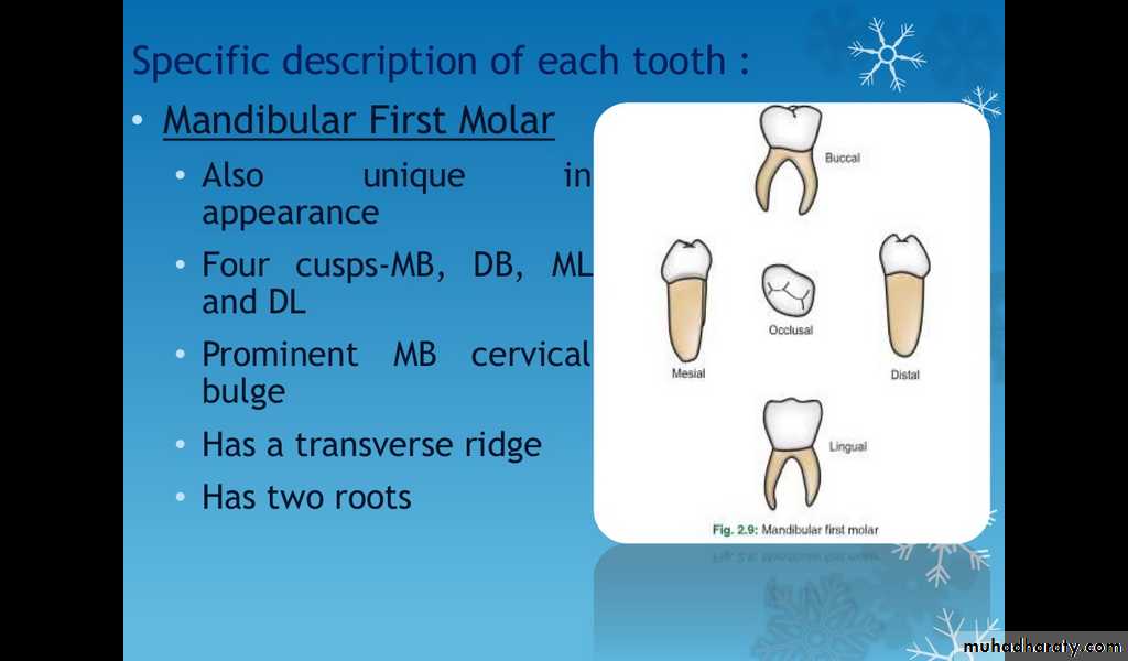 mandibular first molar