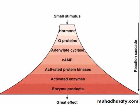 Endocrine System pptx - د.ياسر - Muhadharaty