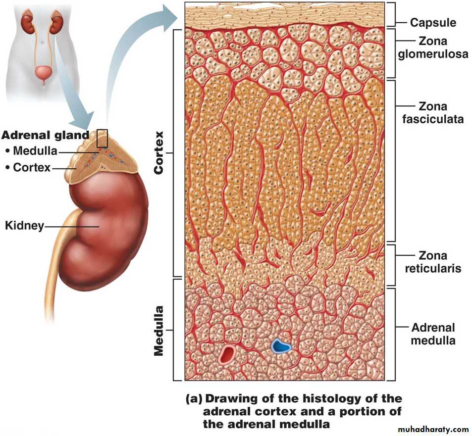 Endocrine System pptx - د.ياسر - Muhadharaty