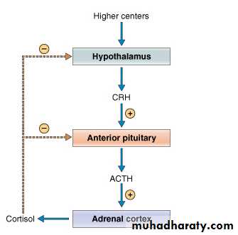 Endocrine System pptx - د.ياسر - Muhadharaty