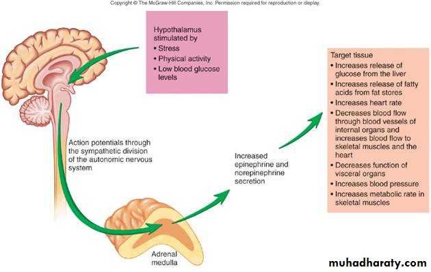 Endocrine System pptx - د.ياسر - Muhadharaty