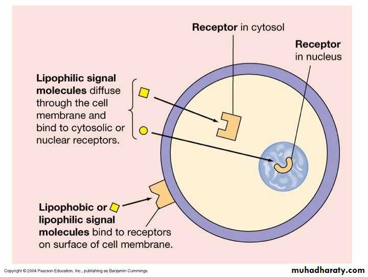 Endocrine System pptx - د.ياسر - Muhadharaty