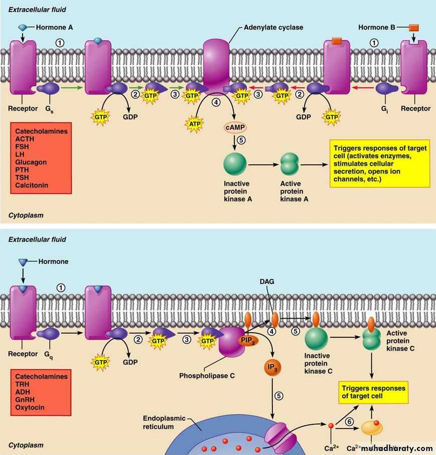 Endocrine System pptx - د.ياسر - Muhadharaty