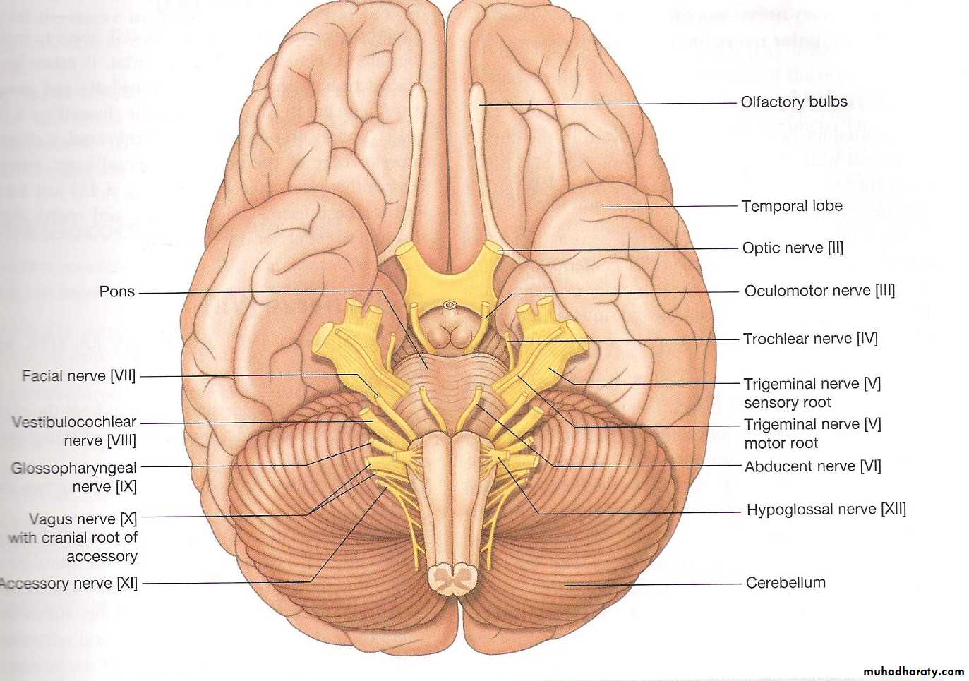 Зрительный нерв в головной мозг. Выход черепных нервов анатомия. Черепно мозговые нервы анатомия. Черепно мозговые нервы на черепе. Основание головного мозга и места выхода Корешков черепных нервов.