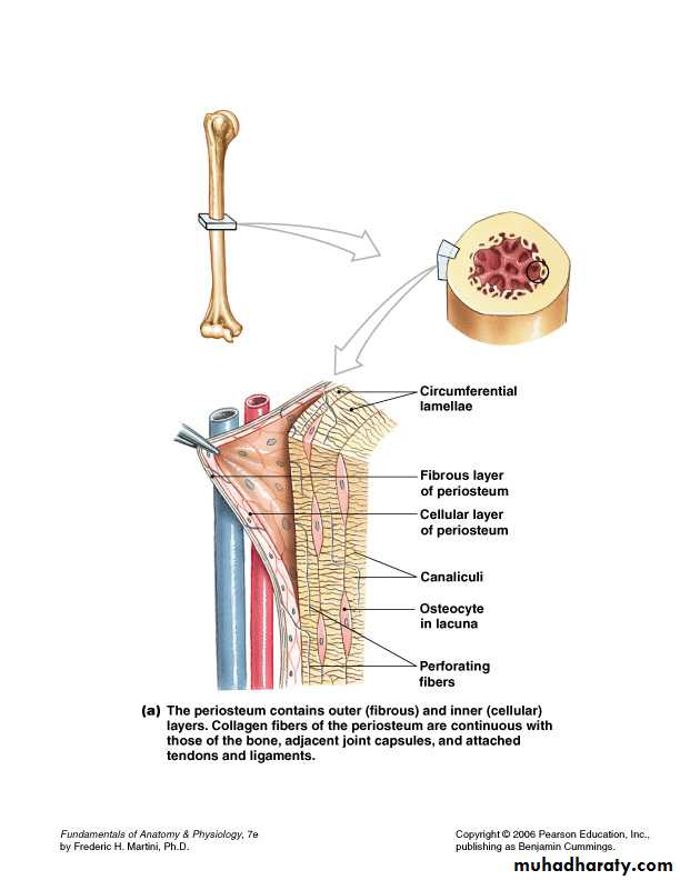 bone tissue pptx - dr.suhaila - Muhadharaty