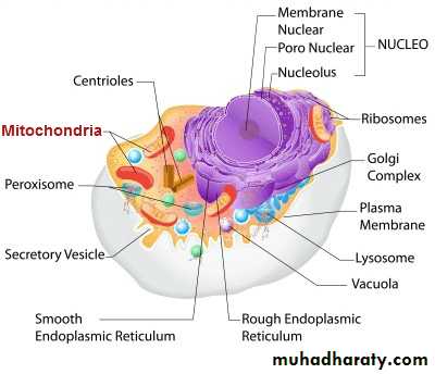 Cell Biology Docx Ø¯ Ø§Ù†Ø¹Ø§Ù… Muhadharaty