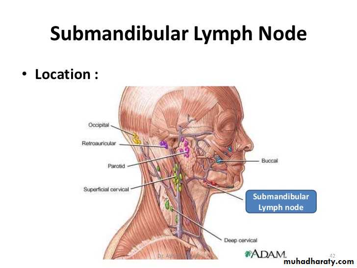 Submandibular Lymph Nodes