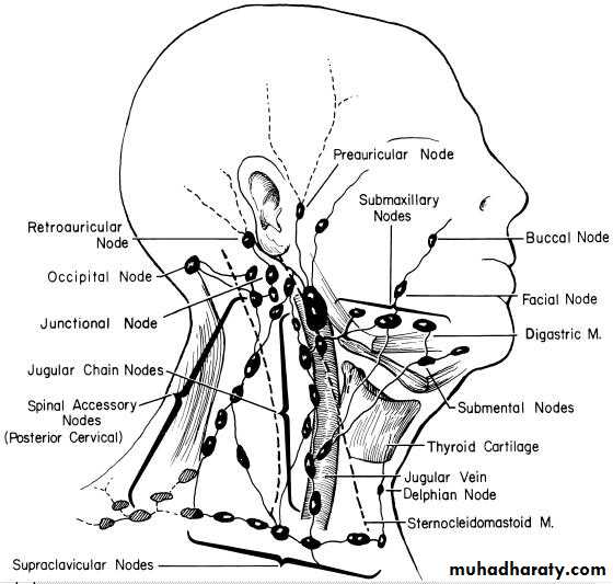 Lymph Nodes Pptx داحمد اورخان Muhadharaty