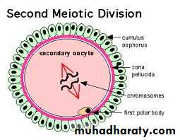 Mature ovum is expelled from the