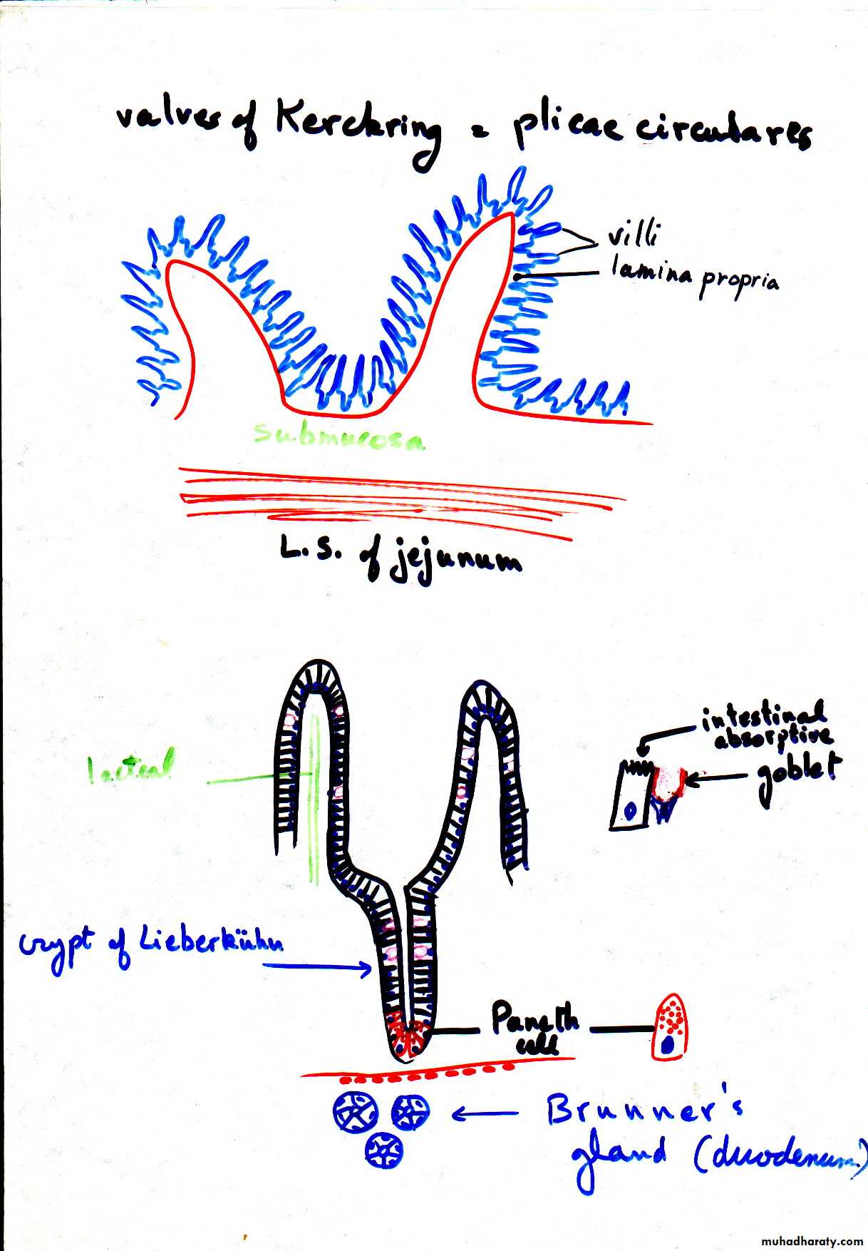 Valves Of Kerckring