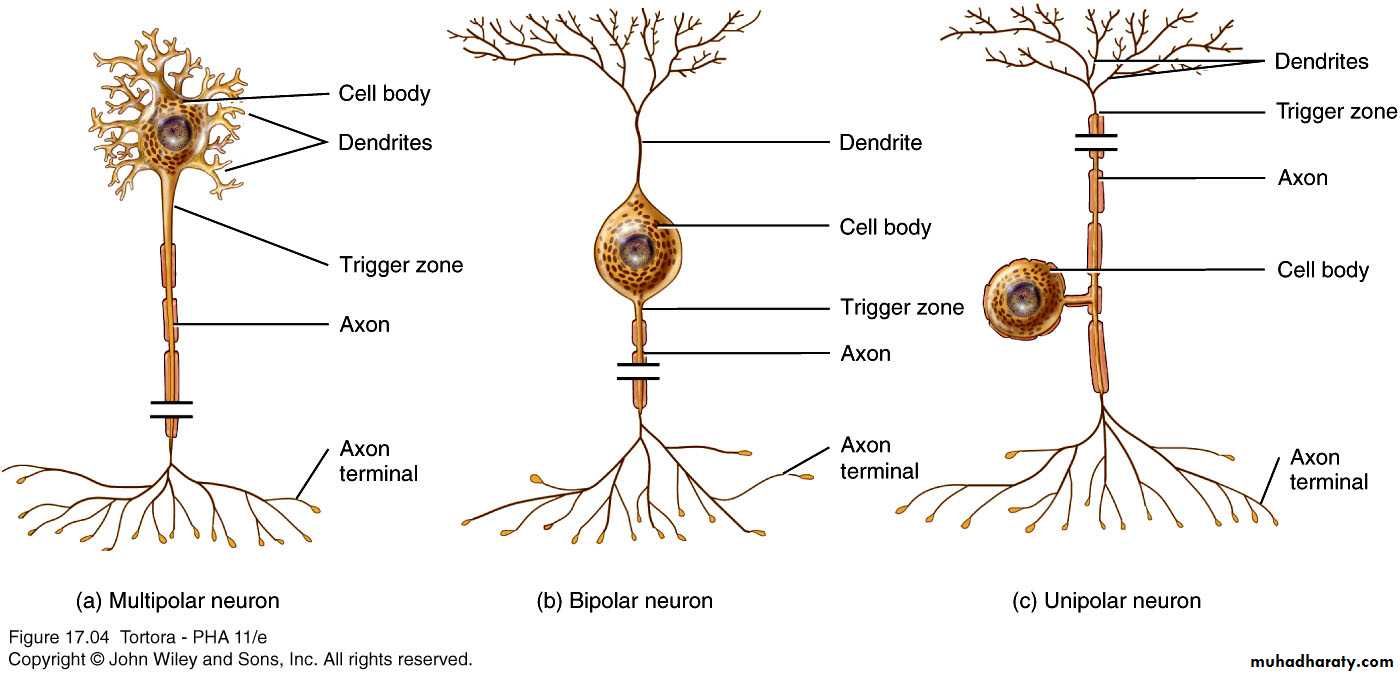 Nervous system pptx - غير معروف - Muhadharaty