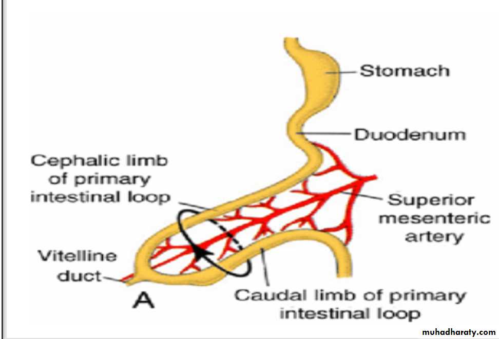 Digestive System pptx - غير معروف - Muhadharaty