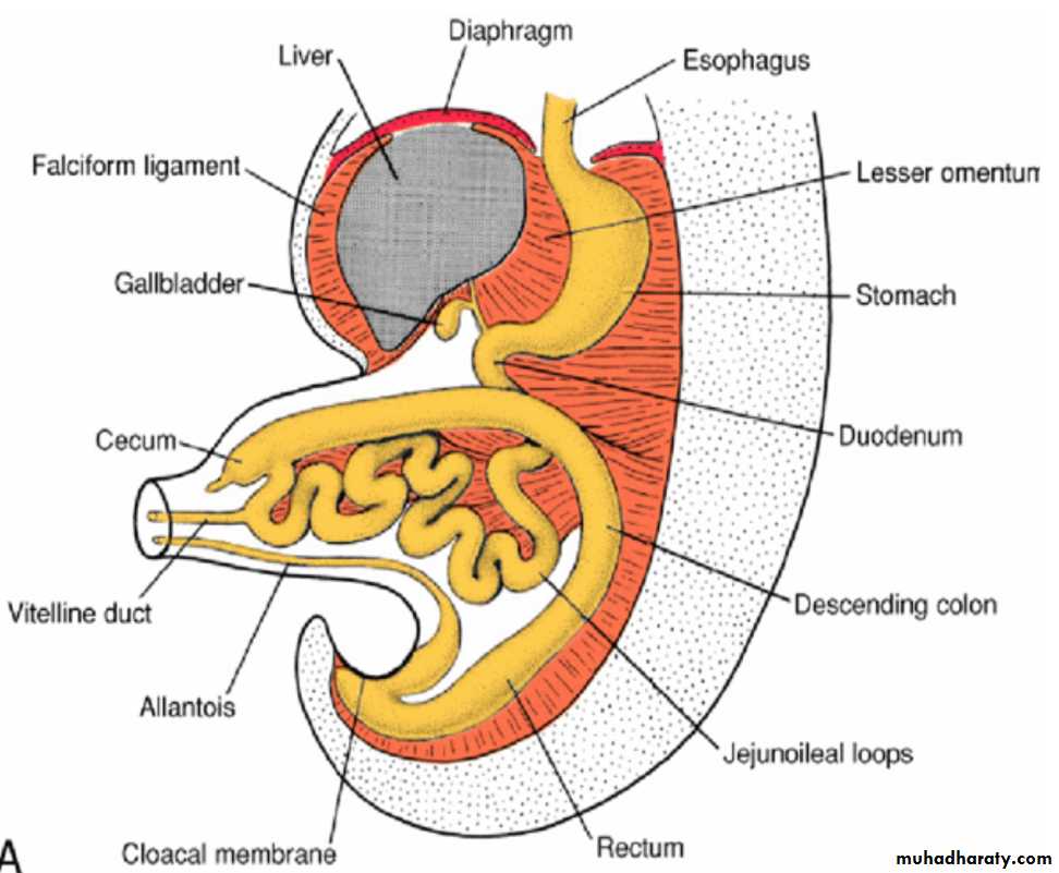 Digestive System pptx - غير معروف - Muhadharaty