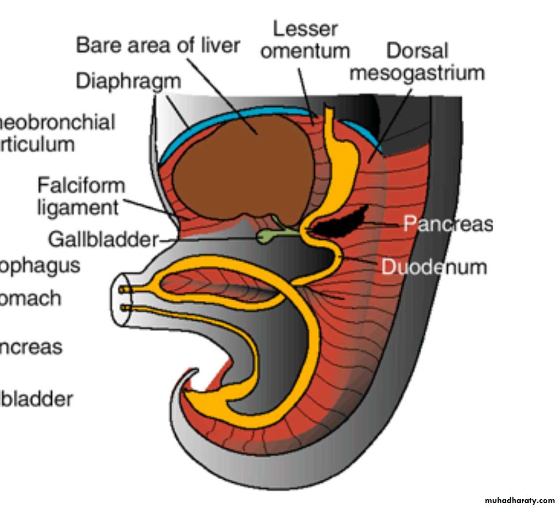 Digestive System pptx - غير معروف - Muhadharaty