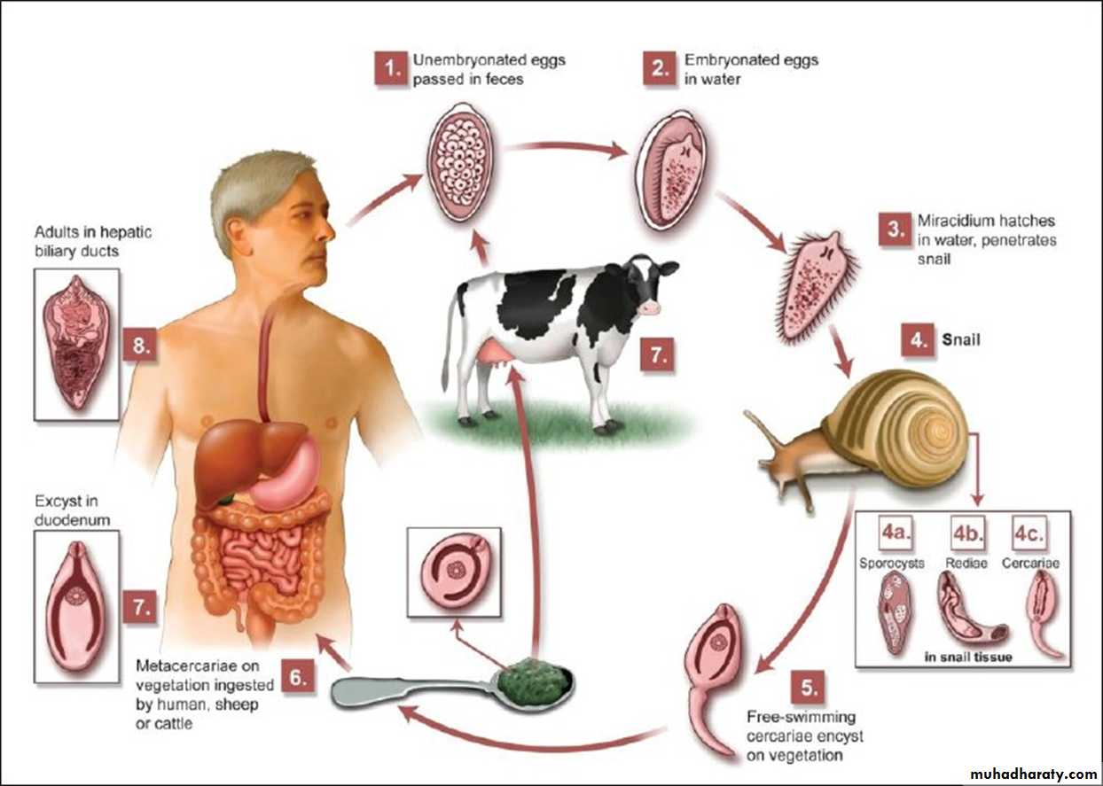 Печеночная двуустка жизненный цикл. Fasciola hepatica инвазионная стадия. Жизненный цикл фасциолы схема. Цикл развития Fasciola hepatica. Trematoda – Fasciola hepatica жизненный цикл.