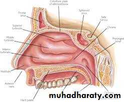respiratory system powerpoint pptx muhadharaty respiratory system powerpoint