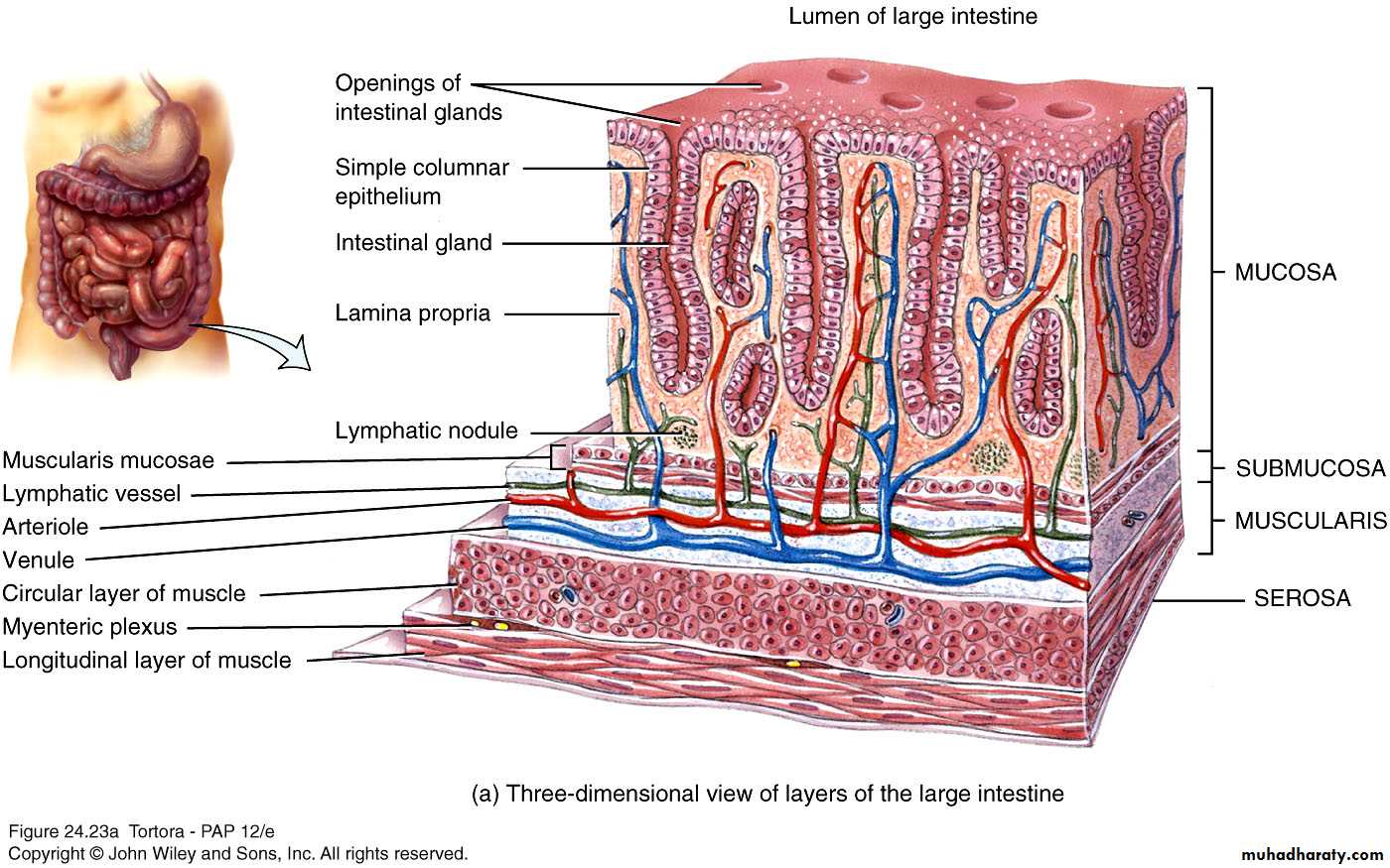 Vellositats intestinals Vellositats intestinals