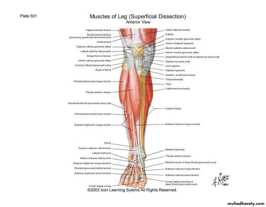 Front of the leg and dorsum of the foot pptx - د. إيمان - Muhadharaty