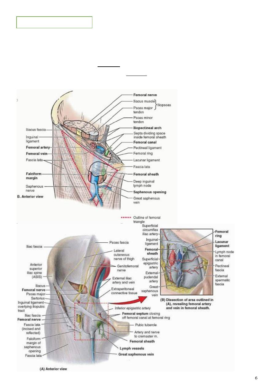 Anatomical Spaces Femoral Triangle & Content Adductor Canal & Content. -  ppt download