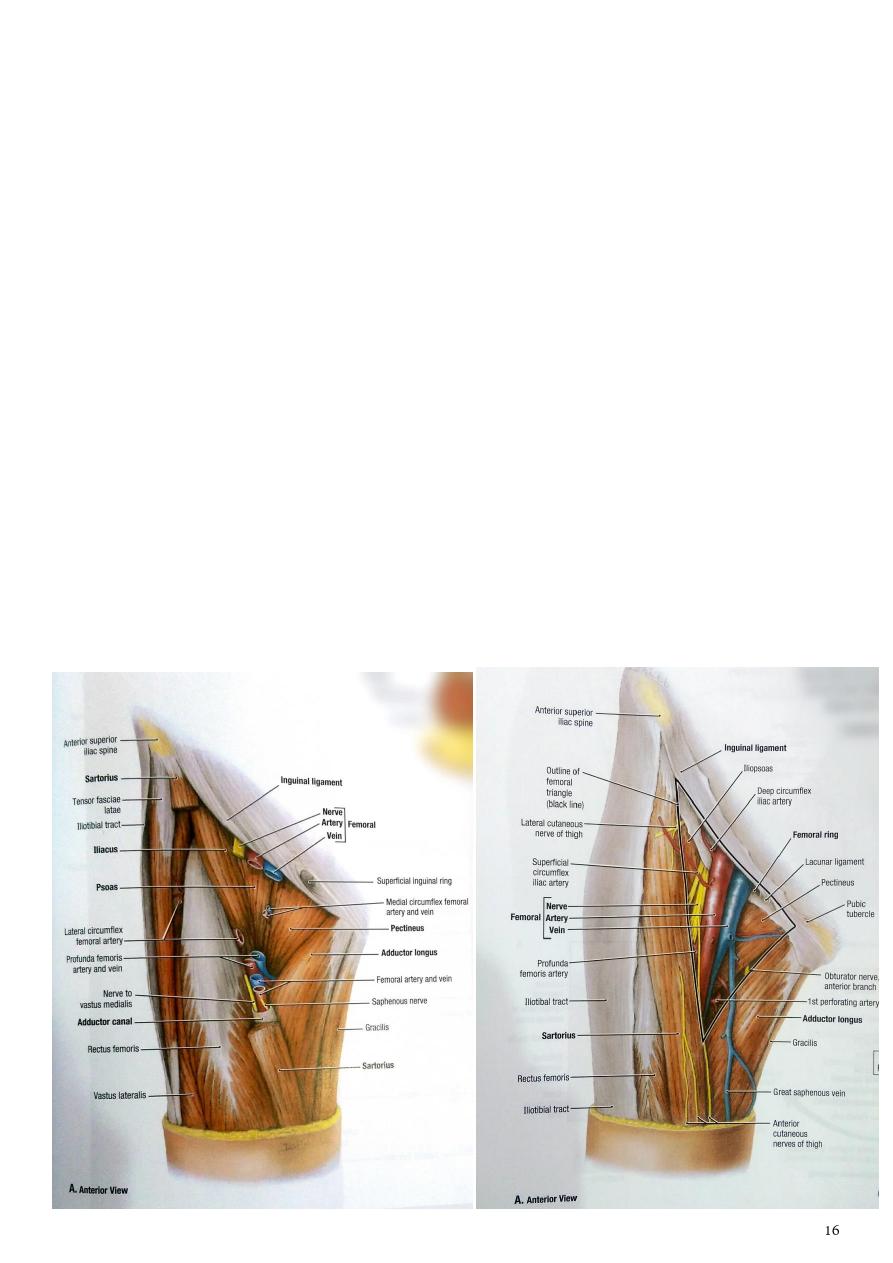 Learn | AnatomyTOOL