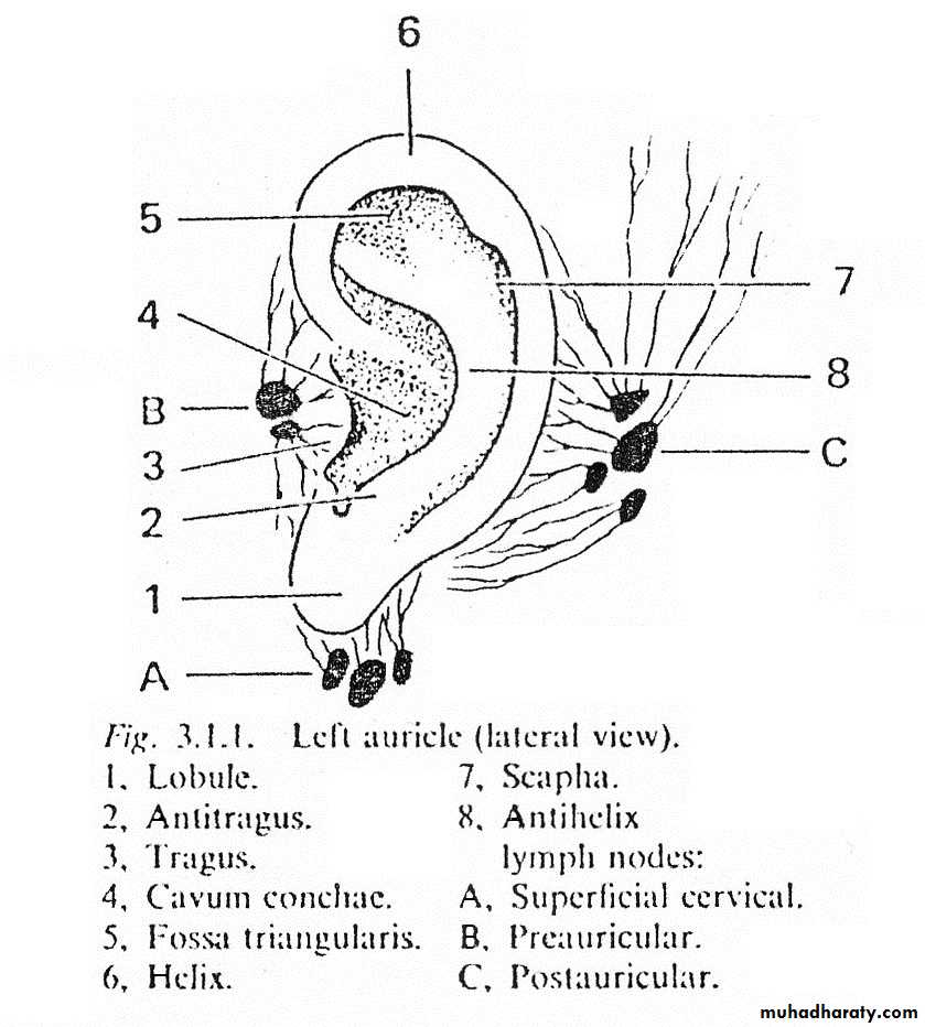 anatomy of external ear pptx - د. احمد محي - Muhadharaty