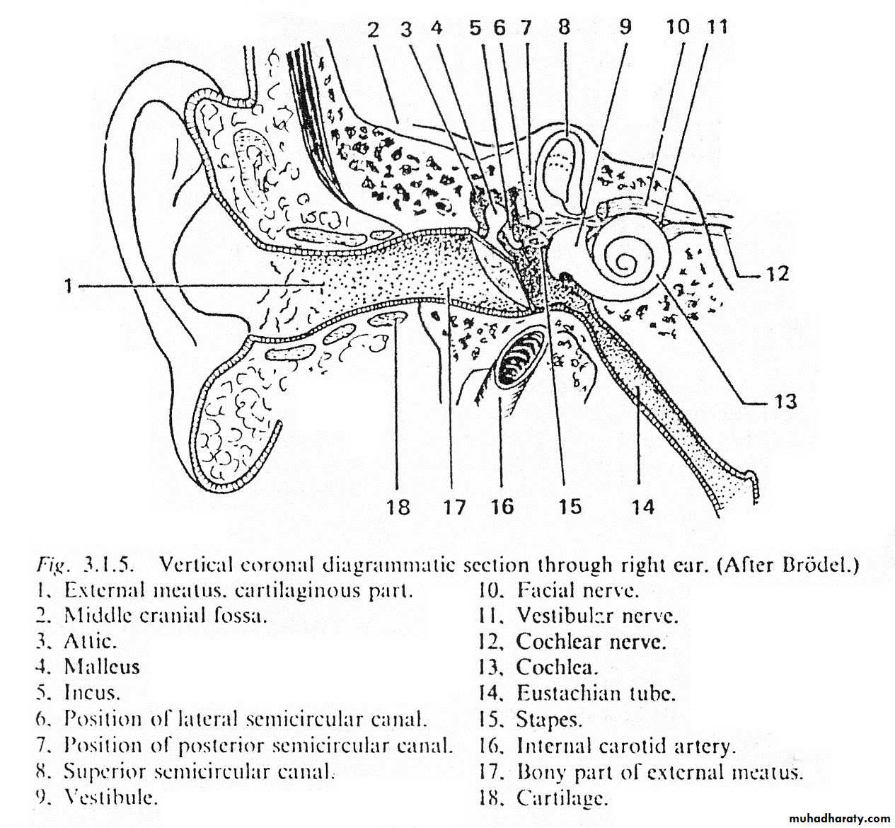 anatomy of external ear docx - د. احمد محي - Muhadharaty