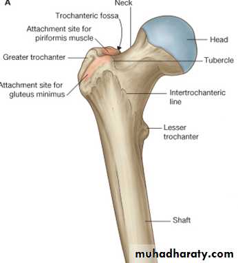 The Skeleton of the lower Limb pptx - عدي دريد عبدالقادر - Muhadharaty