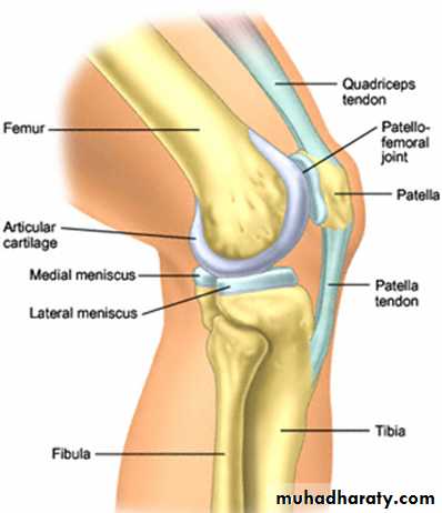 Тендинит коленных связок. Надколенник Patella. Patella анатомия. Тендинит связки надколенника. Надколенник коленного сустава анатомия.