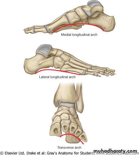 The Skeleton of the lower Limb pptx - عدي دريد عبدالقادر - Muhadharaty