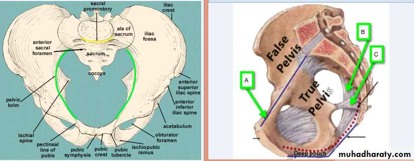 Pelvis Docx - Dr Alhubaity