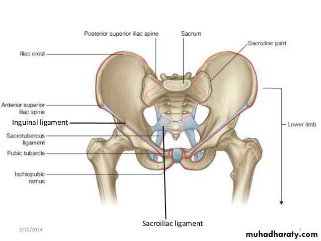 Верхняя подвздошная кость. Скелет тазобедренный сустав анатомия. Кости таза анатомия подвздошная кость. Скелет таза человека с названием костей.
