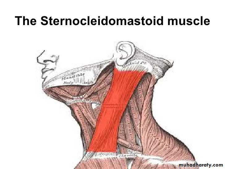 anatomy pptx - د.مجهول - Muhadharaty