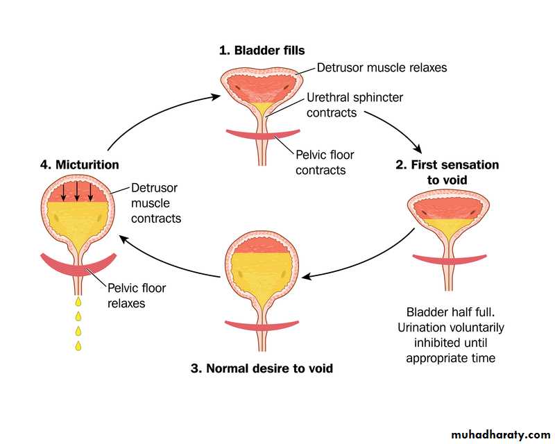 Nocturnal enuresis pptx Seminars Muhadharaty