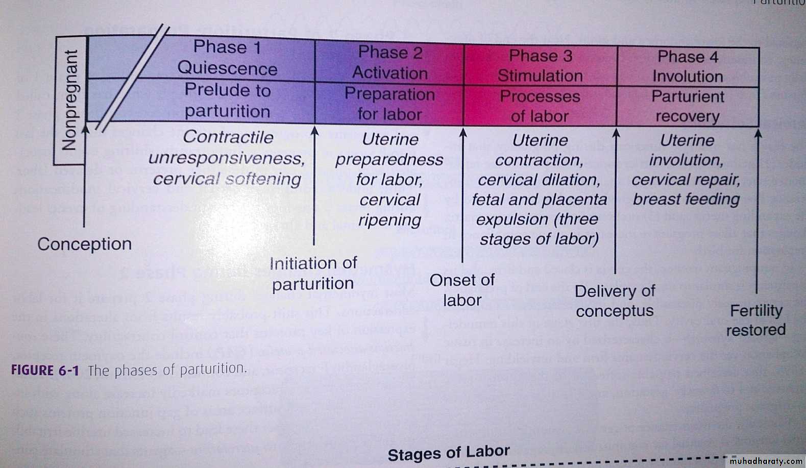 OLCreate: HEAT_LDC_ET_1.0 Labour and Delivery Care Module: 9. Obstructed  Labour: 9.3.2 Bandl's ring | OLCreate