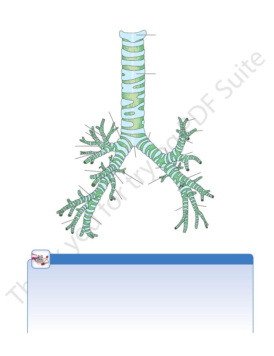 Endocrine glands in the head and neck pdf - Head and Neck - Muhadharaty