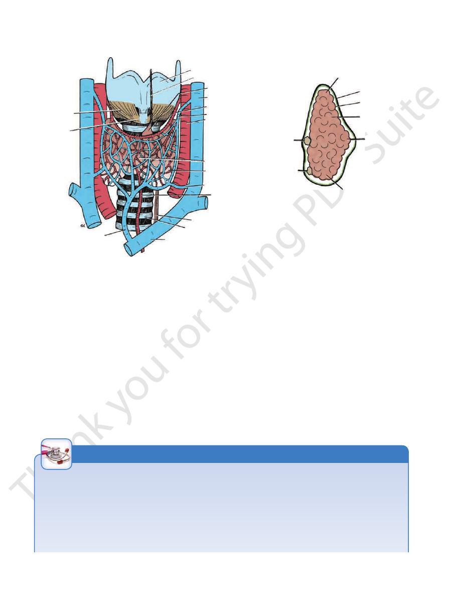 Endocrine glands in the head and neck pdf - Head and Neck - Muhadharaty