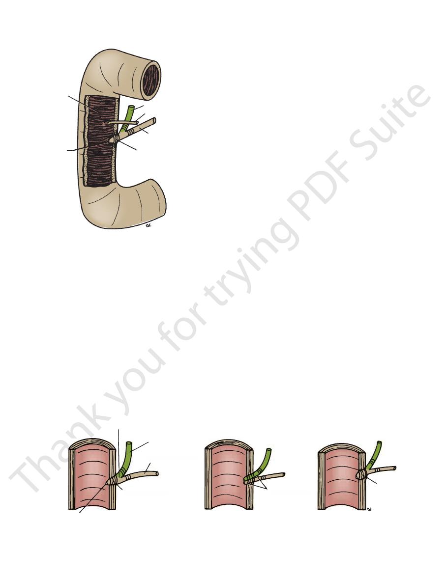Liver and Bile ducts pdf Biology Diagrams
