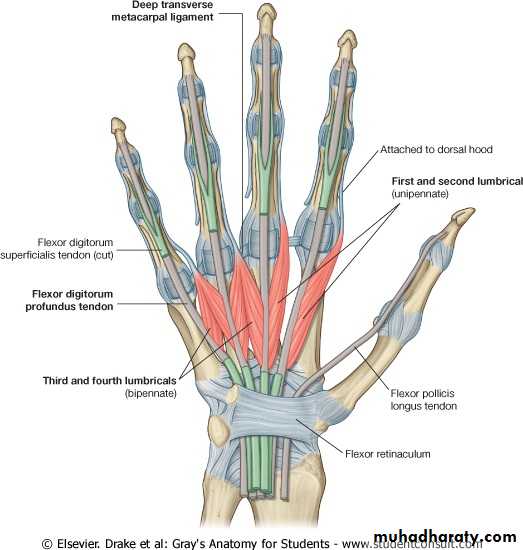 The Hand pptx - Upper limb (Practical) - Muhadharaty