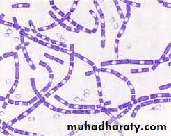 Bacterial physiology