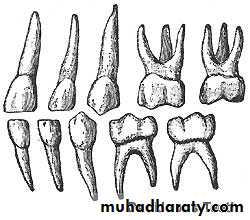 morphology of primary teeth pptx - Dr.Saeed - Muhadharaty