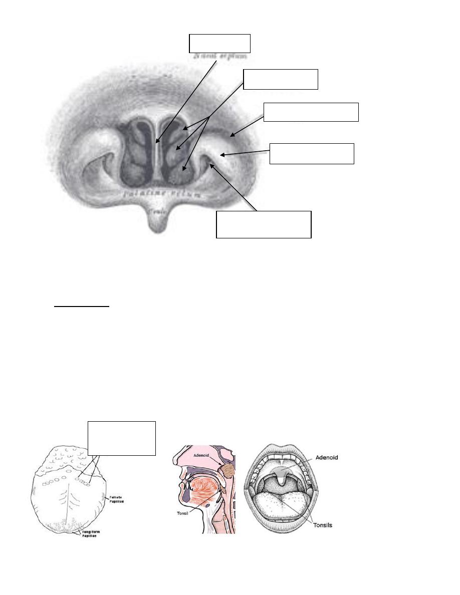 The Palate - Hard Palate - Soft Palate - Uvula - TeachMeAnatomy